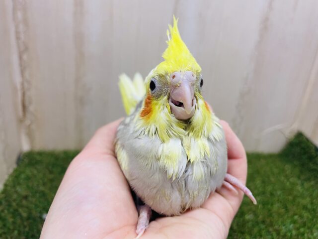 オカメインコ