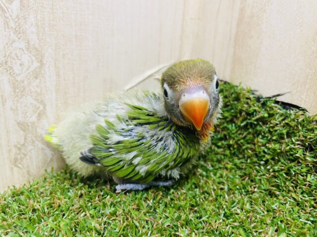 キエリボタンインコ