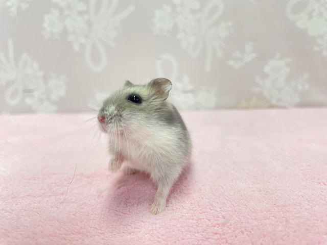 ジャンガリアン