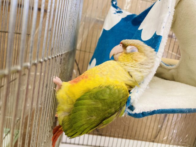 ホオミドリウロコインコ