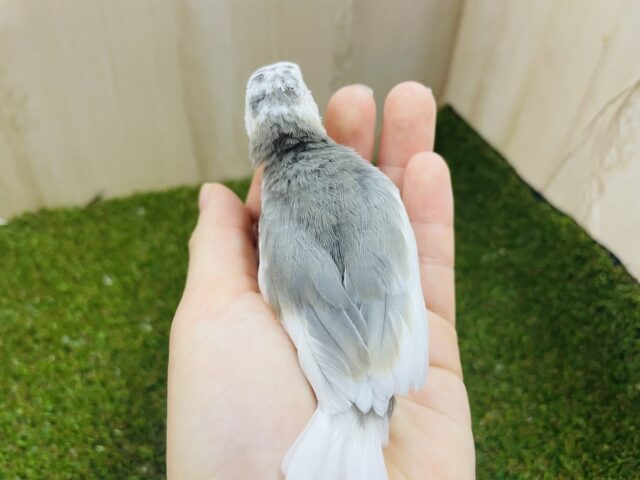 白文鳥