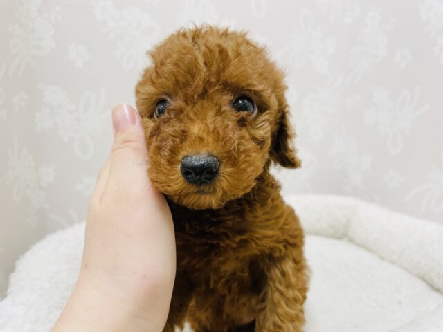 トイプードル