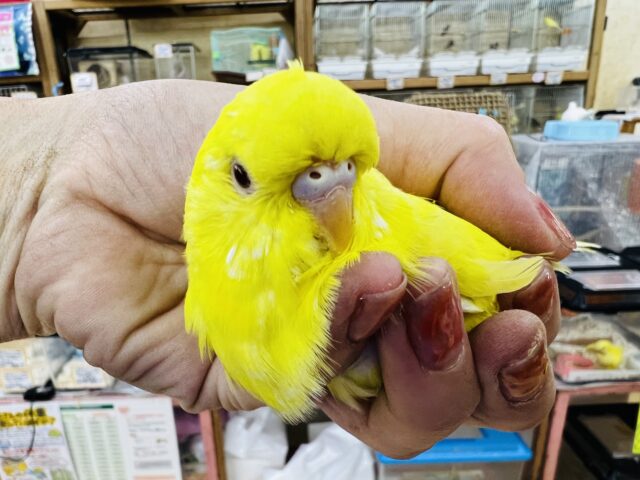 ジャンボセキセイインコ