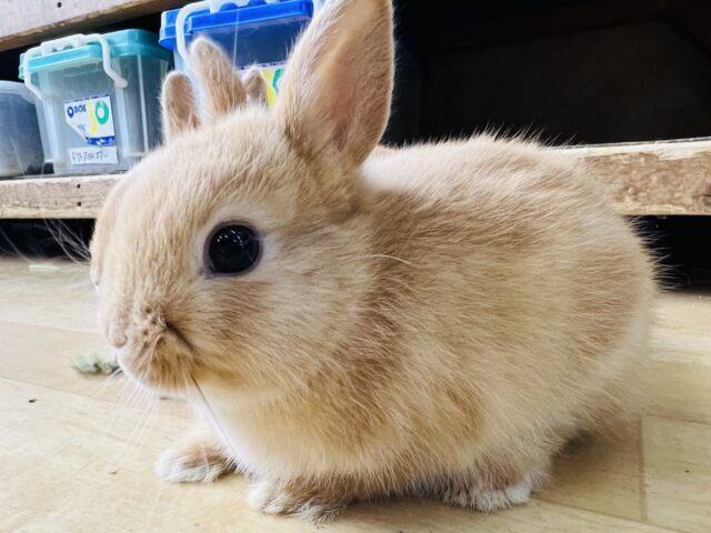 ネザーランドドワーフ