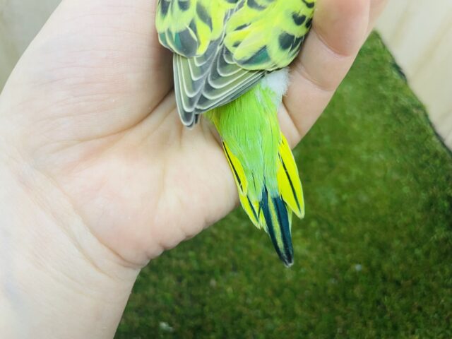 セキセイインコ