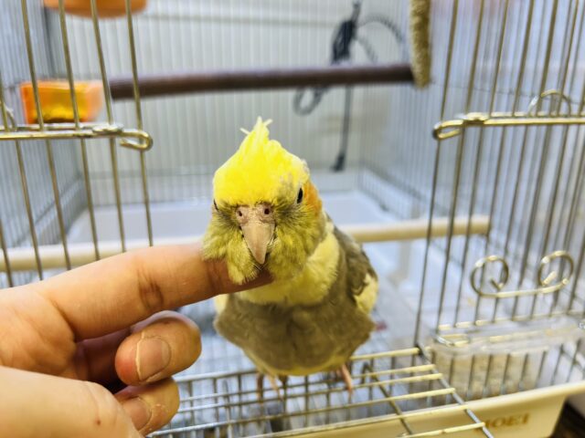 オカメインコ
