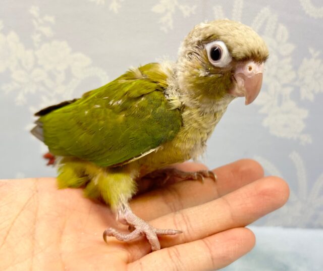 ホオミドリウロコインコ