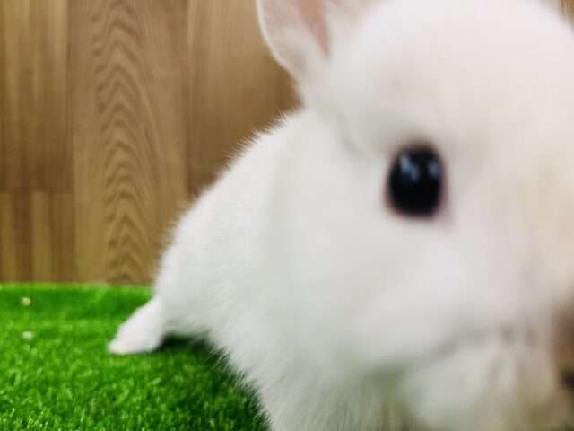 ドワーフラビット