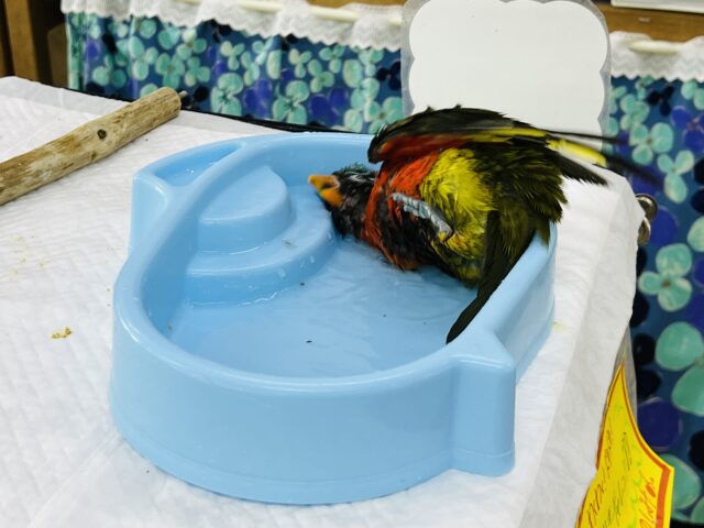 ゴシキセイガイインコ