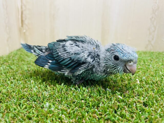 サザナミインコ