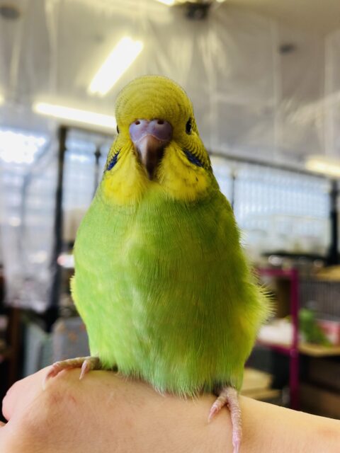 セキセイインコ