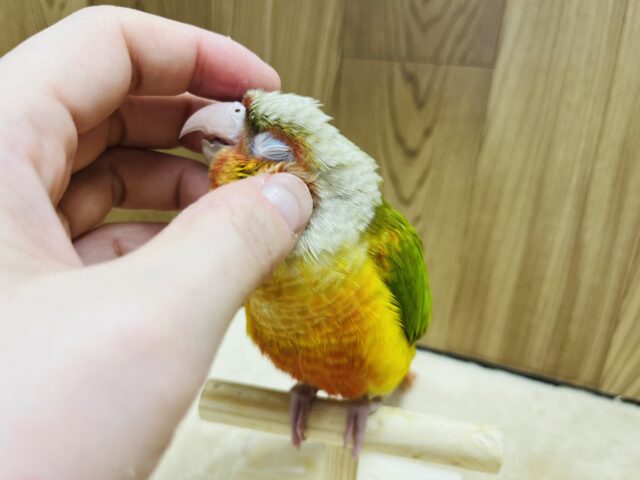 ホオミドリウロコインコ