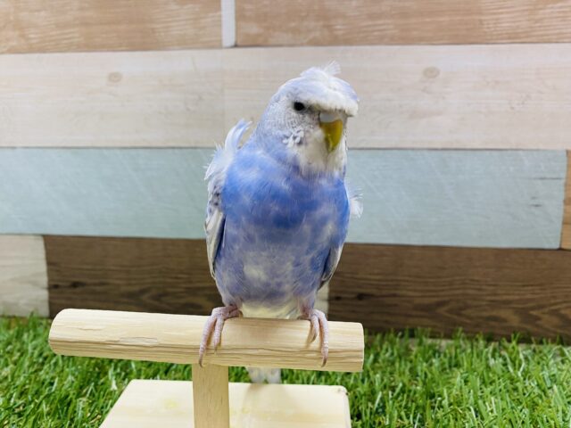 羽衣セキセイインコ