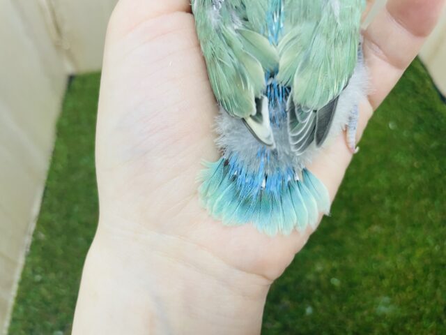 コザクラインコ（小桜インコ）