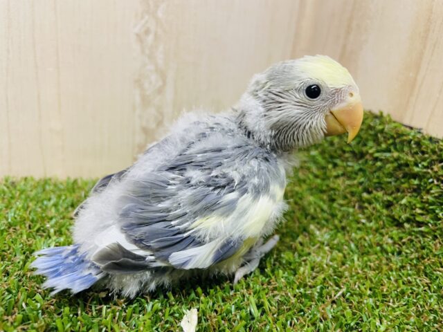 コザクラインコ（小桜インコ）