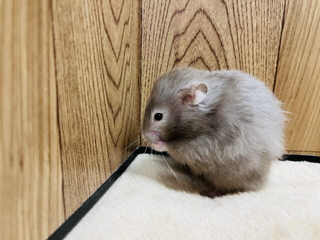 ゴールデンハムスター