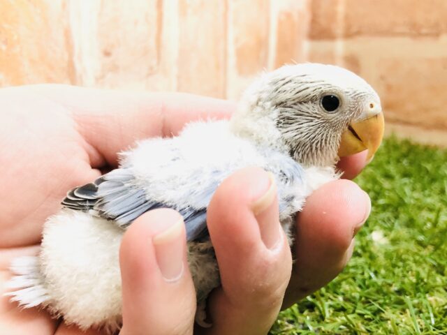 人気のバイオレットが入舎です コザクラインコ R5 4/12撮影 コザクラインコ(小桜インコ)
