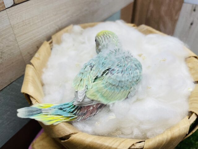 セキセイインコ