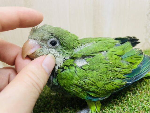 オキナインコ