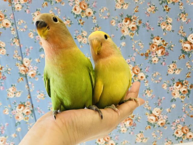 コザクラインコ（小桜インコ）