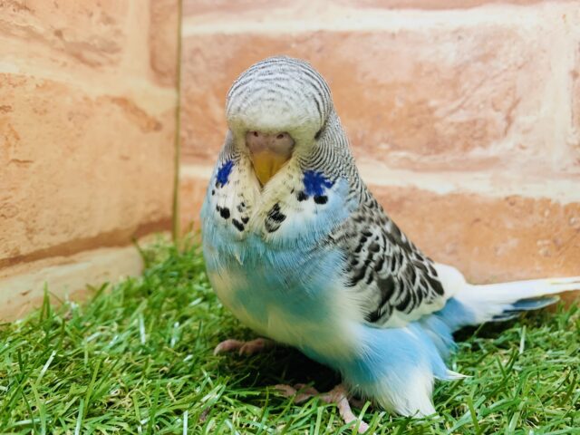 ジャンボセキセイインコ