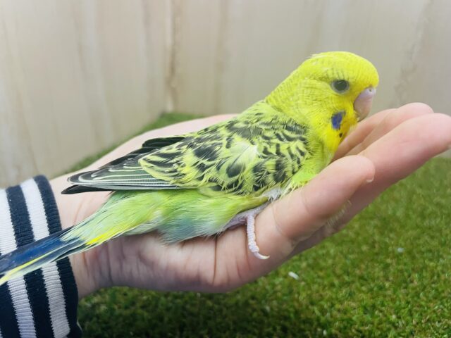 ジャンボセキセイインコ