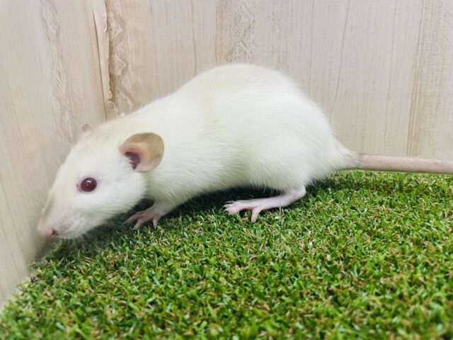 ファンシーラット