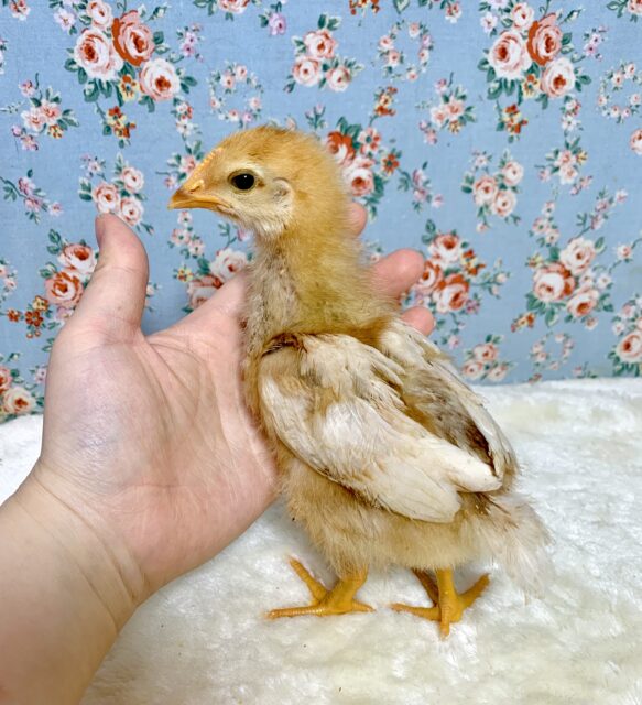 ボリスブラウン