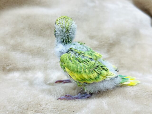 菜の花カラー🌼🌱セキセイインコ(スパングル) ヒナ セキセイインコ