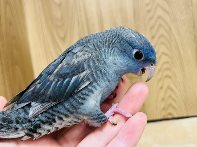 サザナミインコ