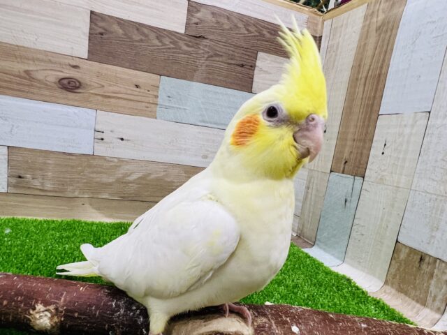 オカメインコ