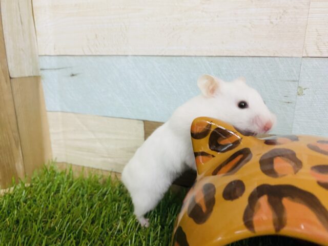 ゴールデンハムスター