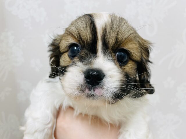 キャバペキ（ペキキャバ）