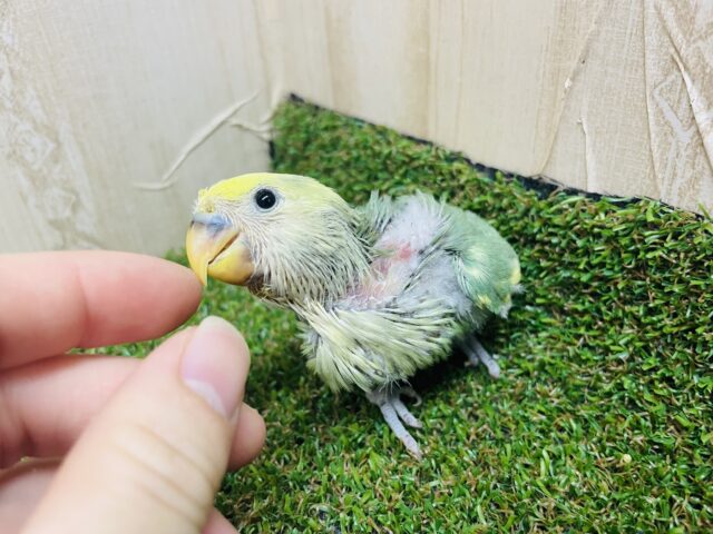 コザクラインコ（小桜インコ）