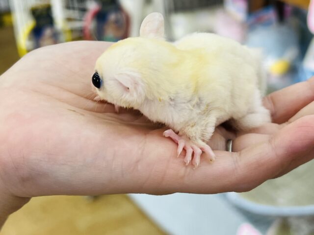 フクロモモンガ