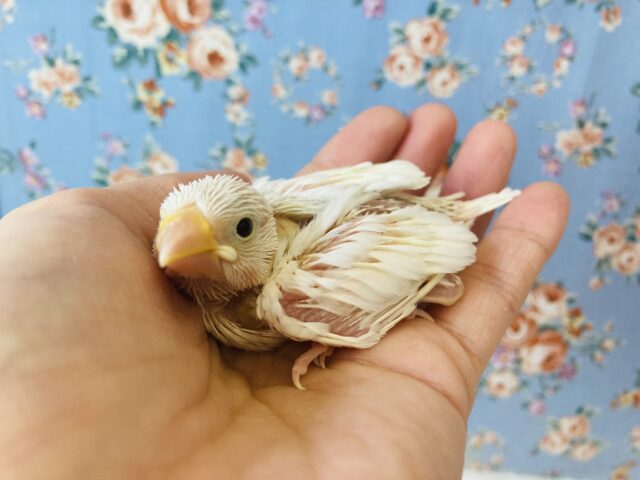 桜文鳥 / 白文鳥