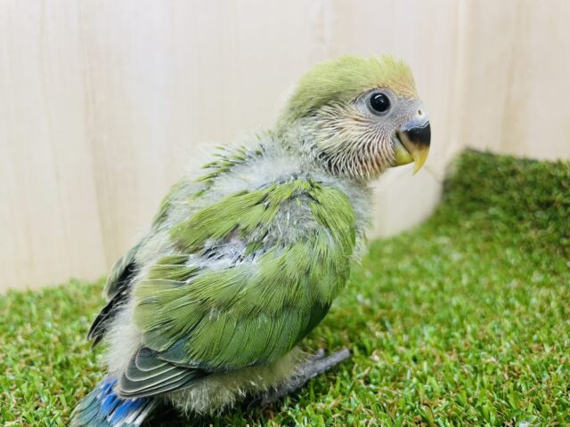 コザクラインコ（小桜インコ）