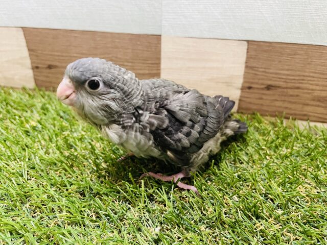 サザナミインコ