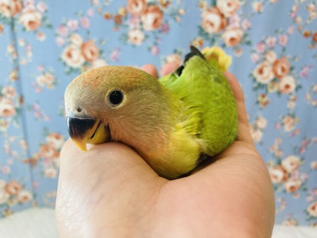 コザクラインコ（小桜インコ）