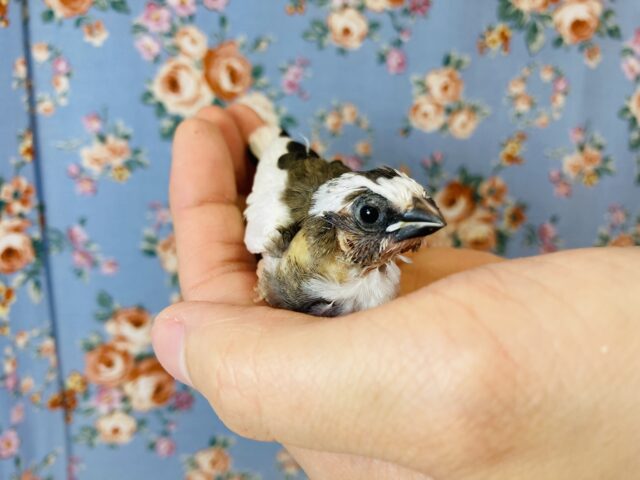 十姉妹（ジュウシマツ）