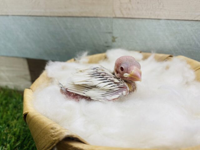 シルバーイノ文鳥