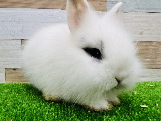 ライオンラビット