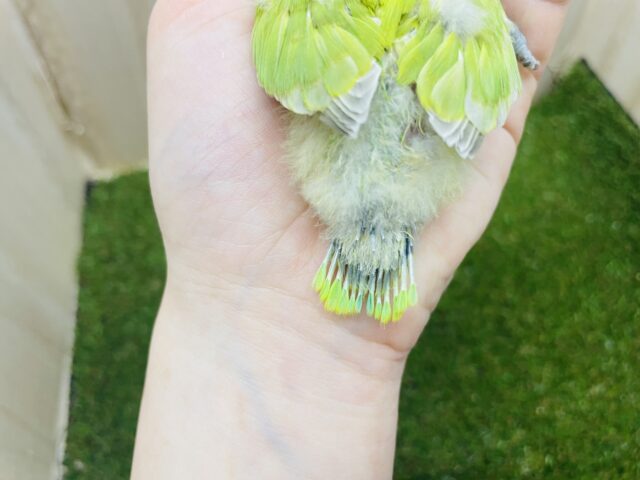 ヤマブキボタンインコ