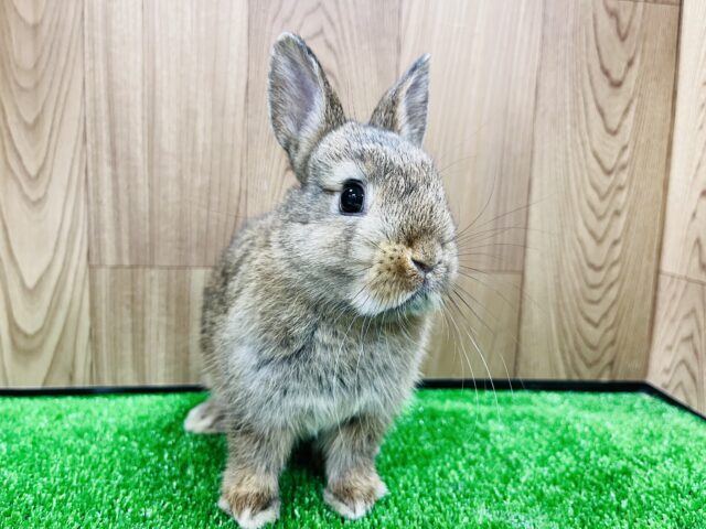 ネザーランドドワーフ