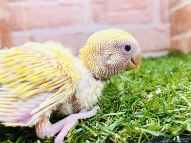 コザクラインコ（小桜インコ）