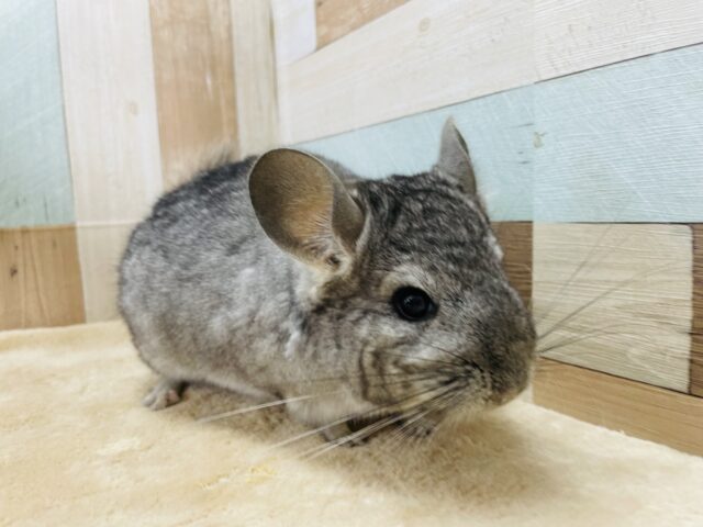 チンチラ