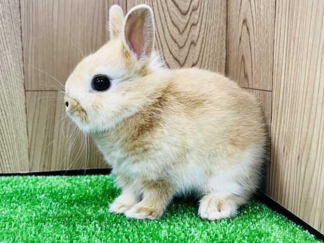 ネザーランドドワーフ