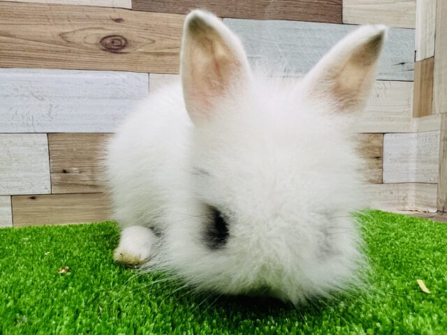 ライオンラビット