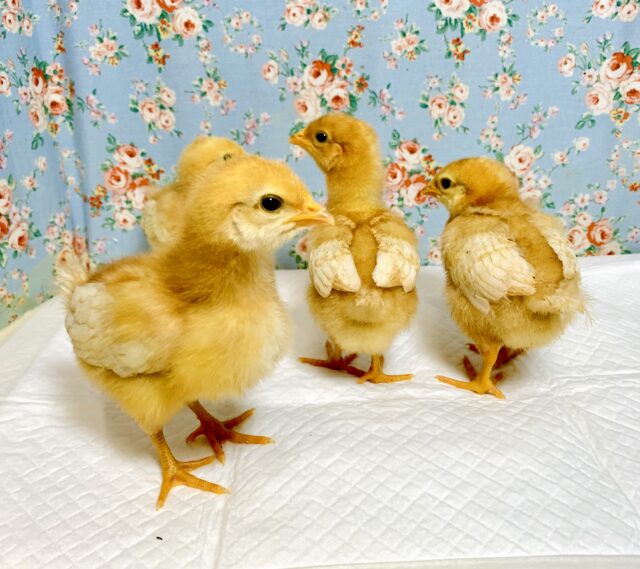 ボリスブラウン