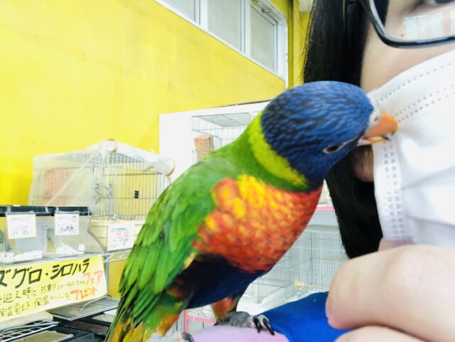 ゴシキセイガイインコ